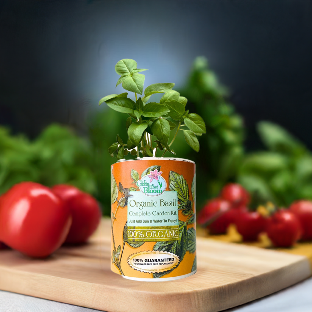 Organic Basil Garden Grocan